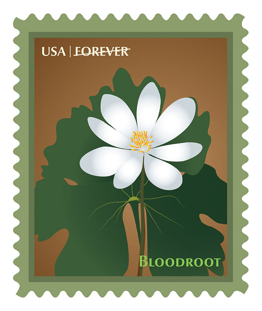 Bloodroot Stamp