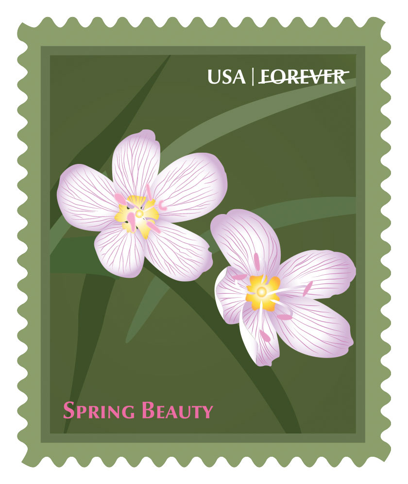 Spring Beauty Stamp