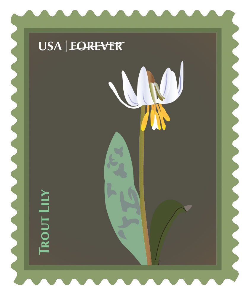 Trout Lily Stamp